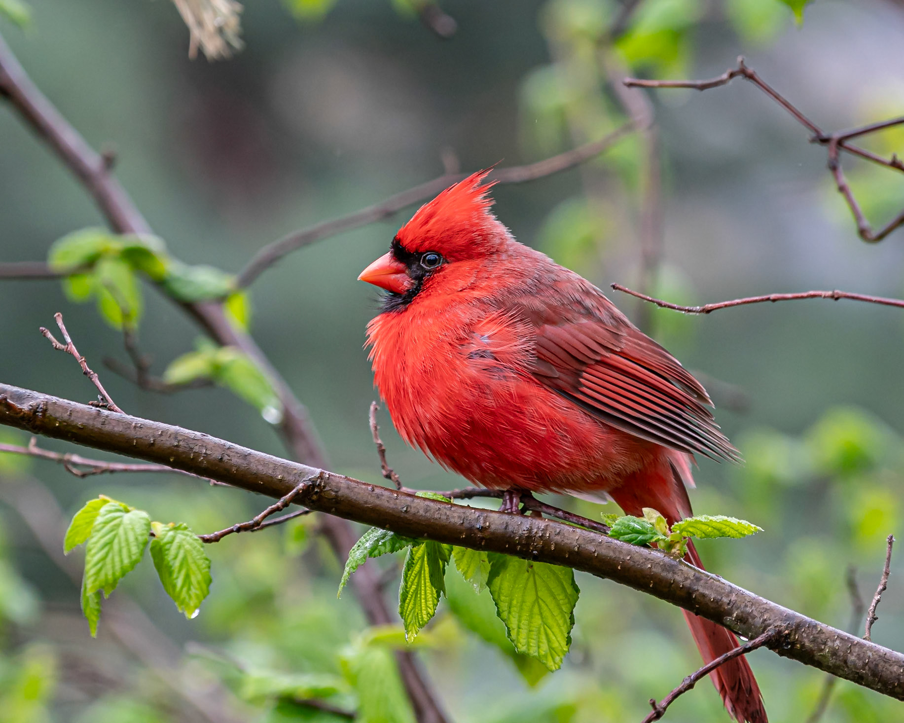 Cardinal