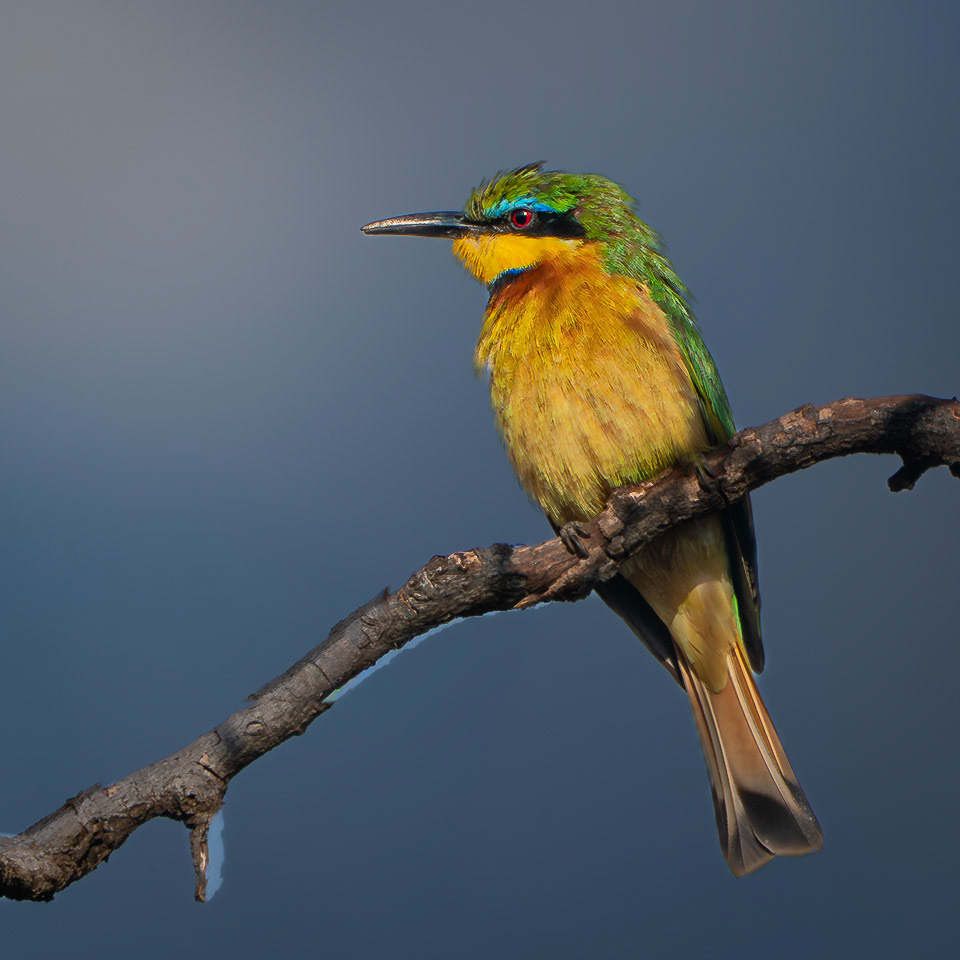 Bee-eater