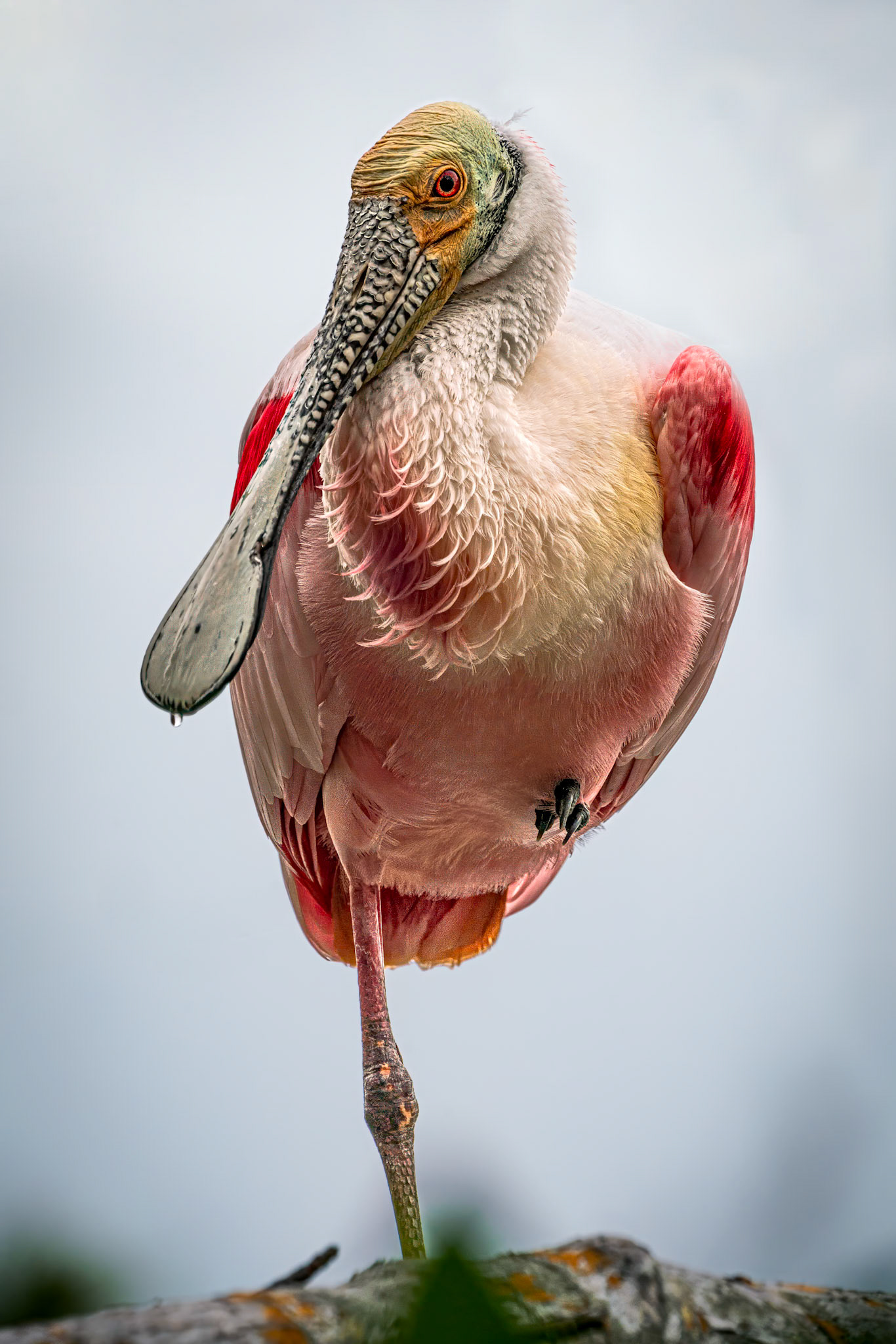Roseate Spoonbill