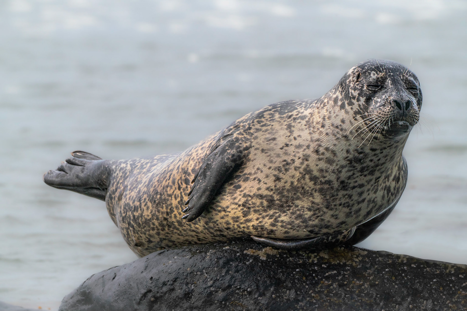 Harbor Seal