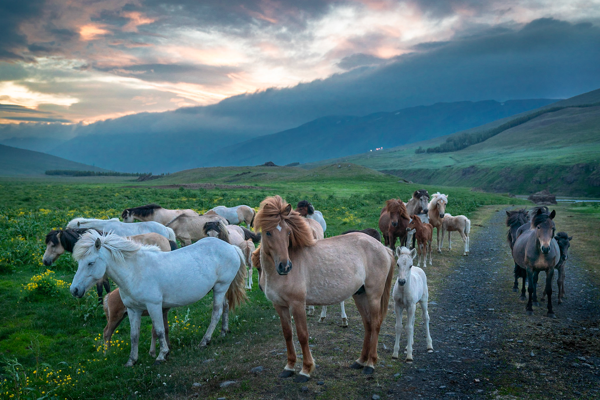 Horses, highlands of Iceland