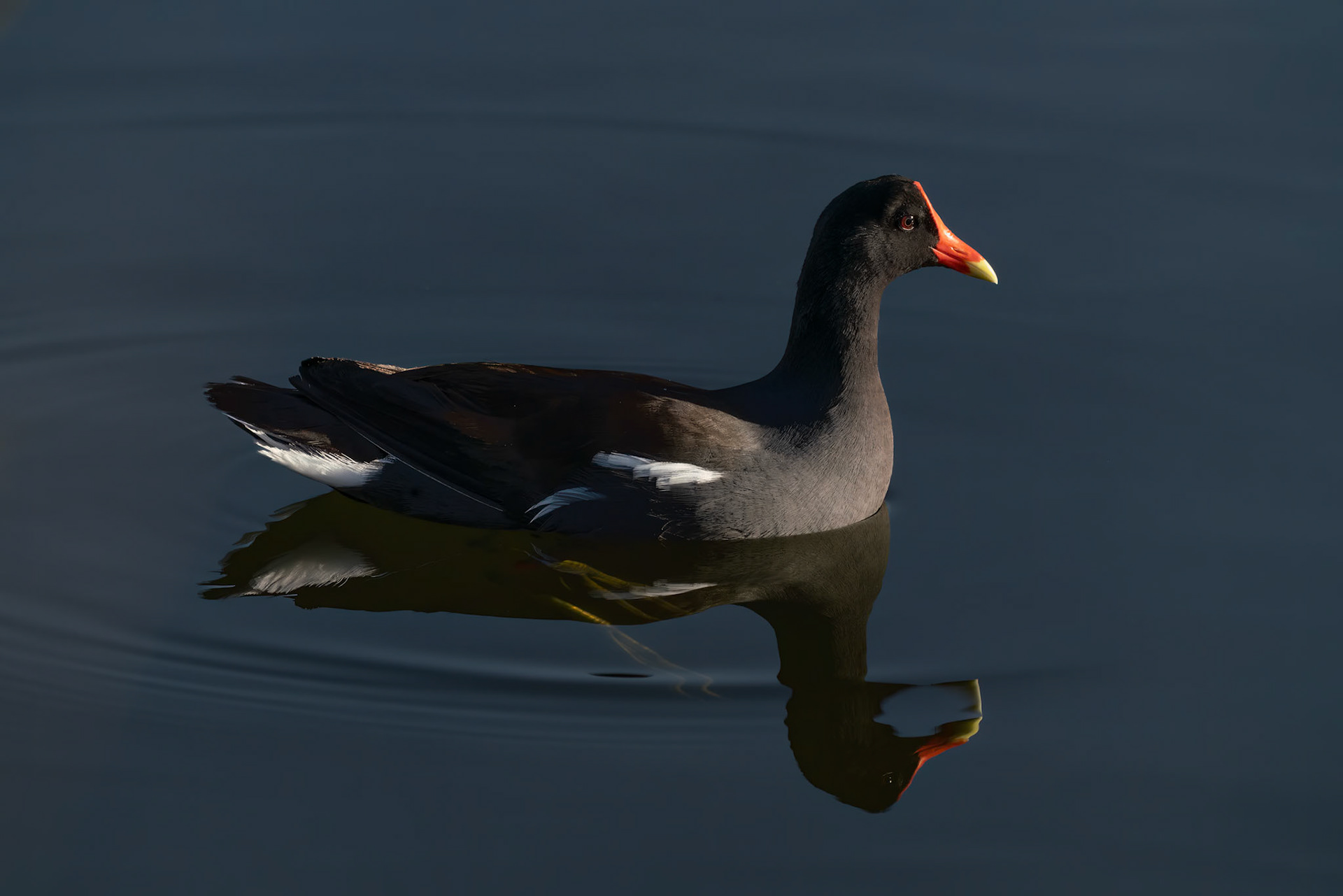 Moorhen