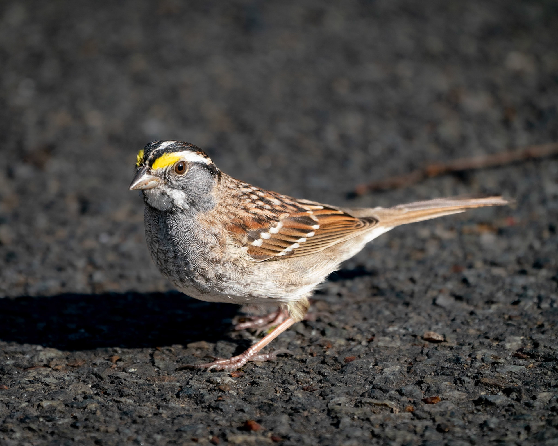 White Throated Sparrow