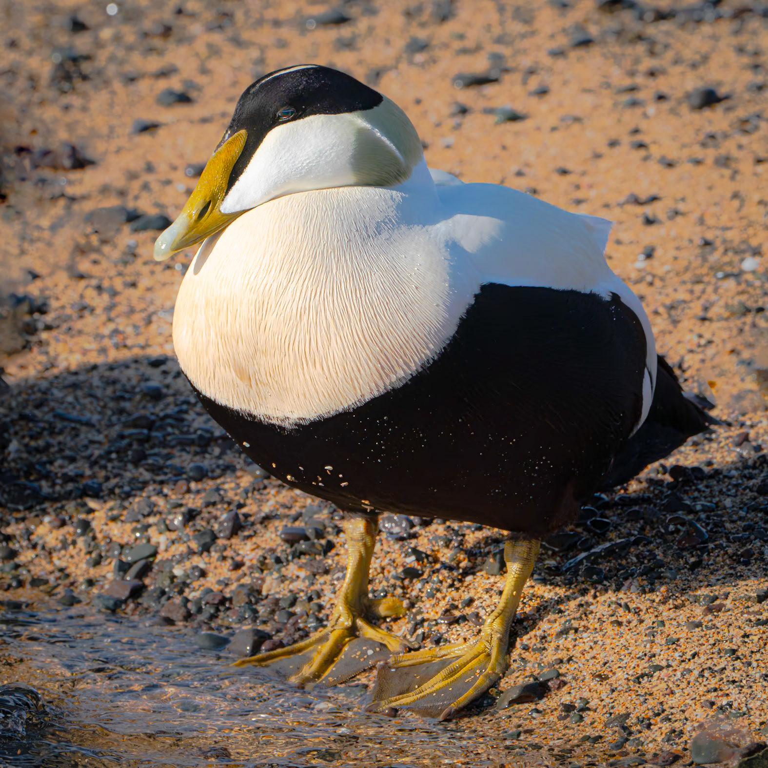 Eider Duck