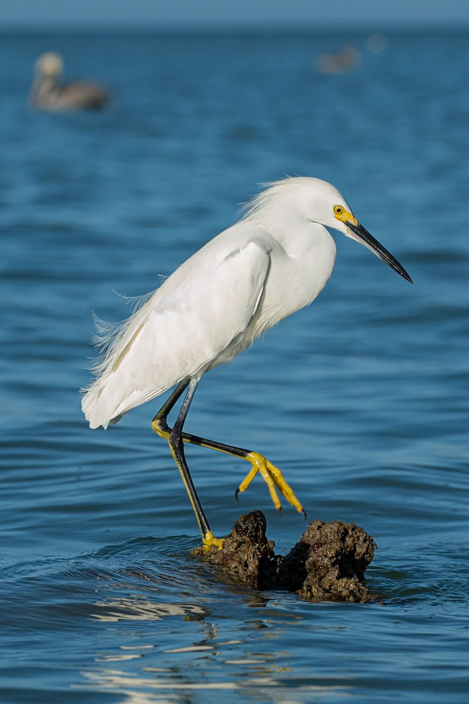 Snowy Egret