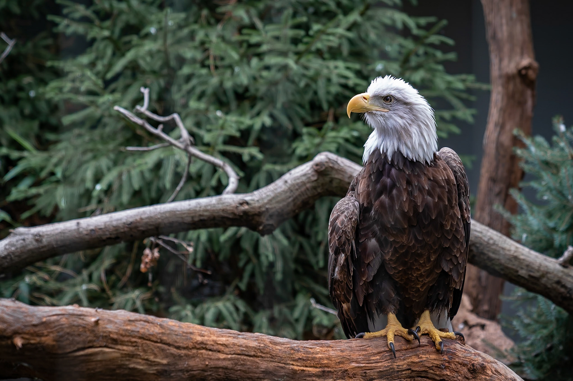 Bald Eagle