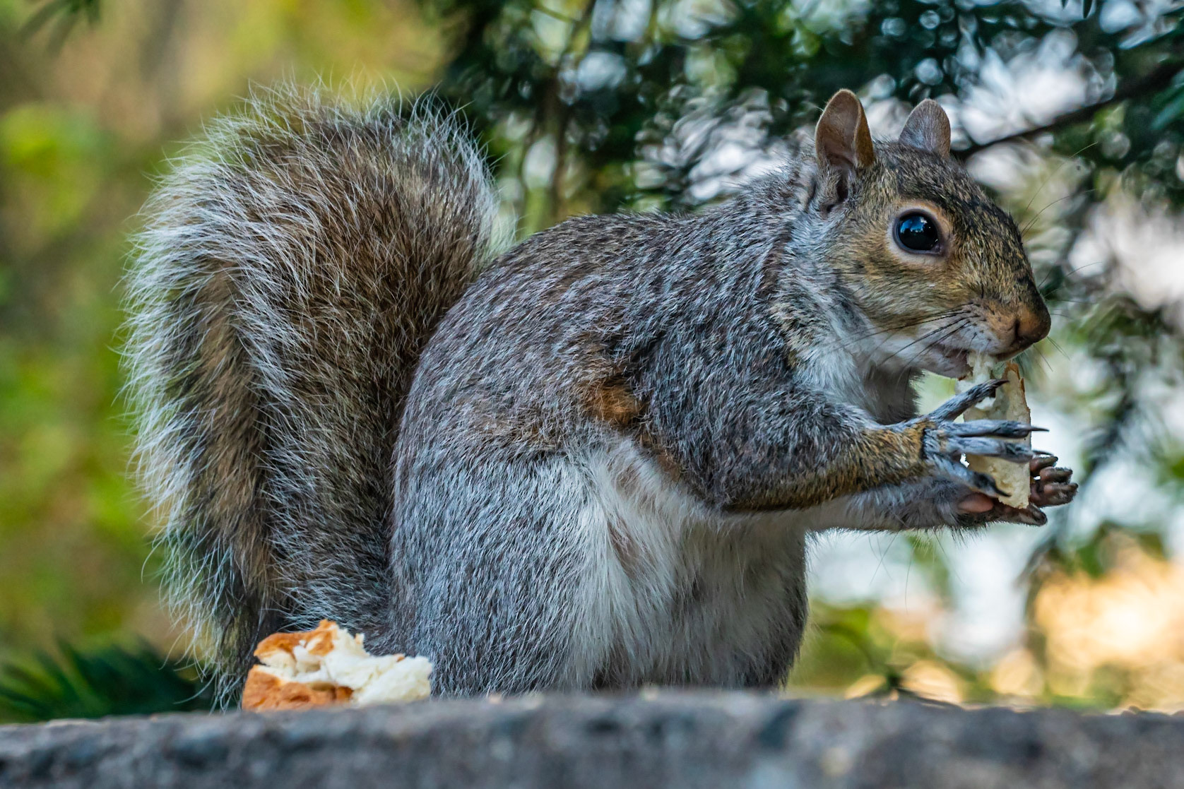 Squirrel, Manhattan