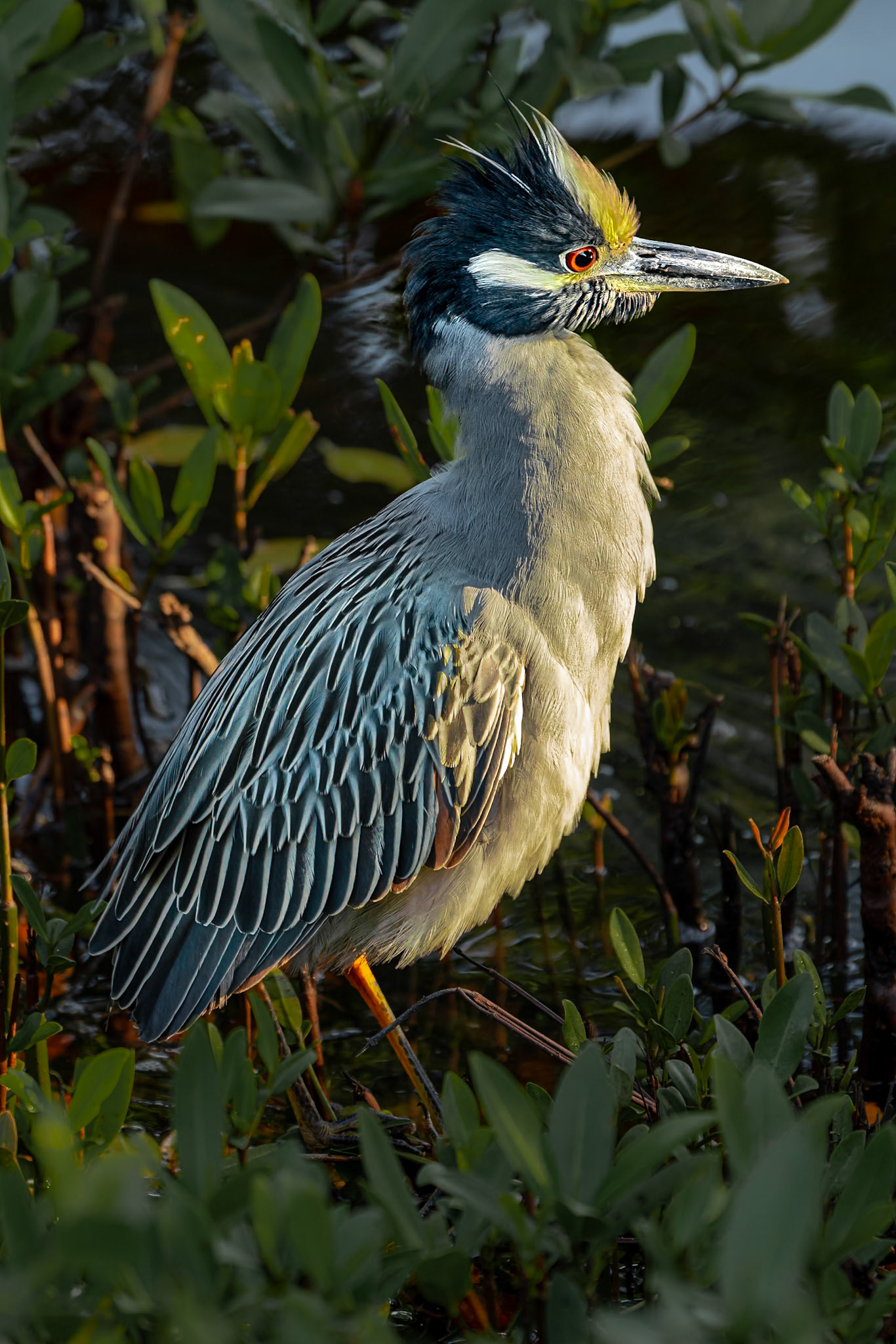 Yellow-crowned Night Heron