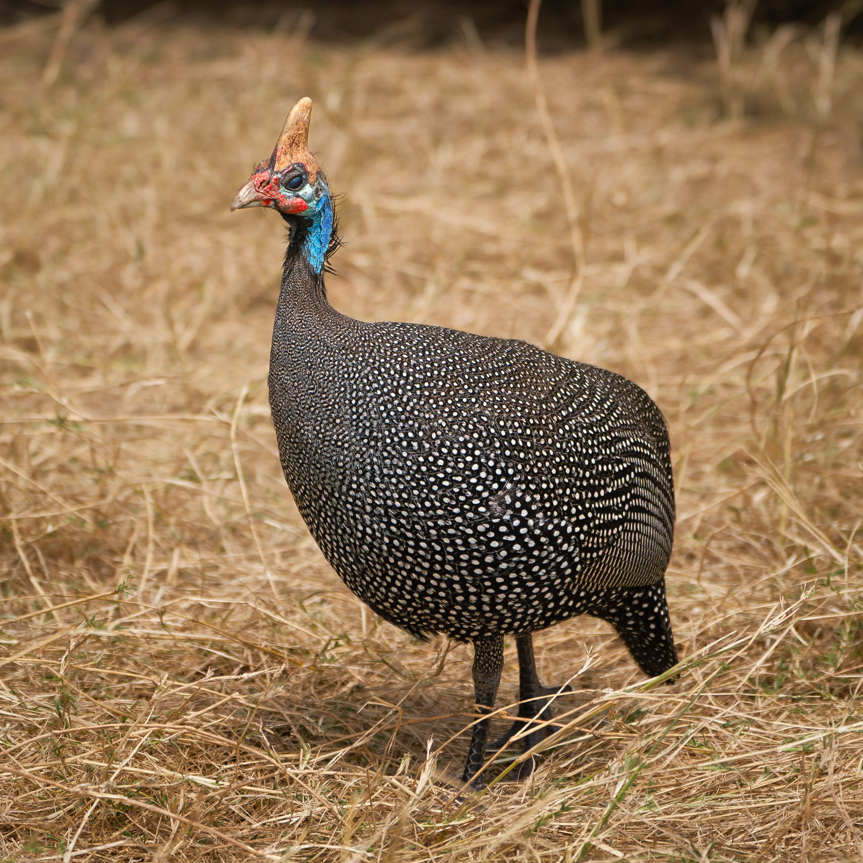 Guineafowl
