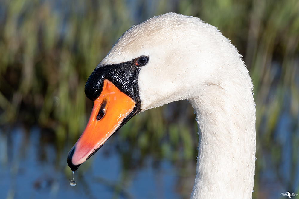 Schwan