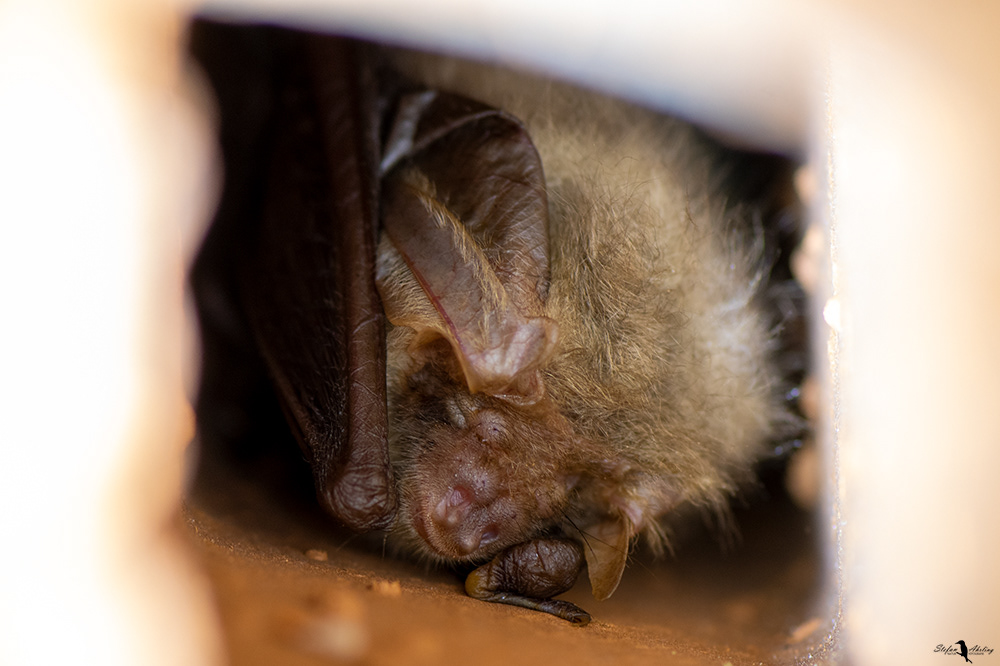 Langohrfledermaus
