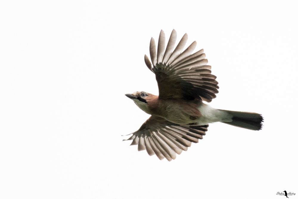 Eichelhäher im Flug