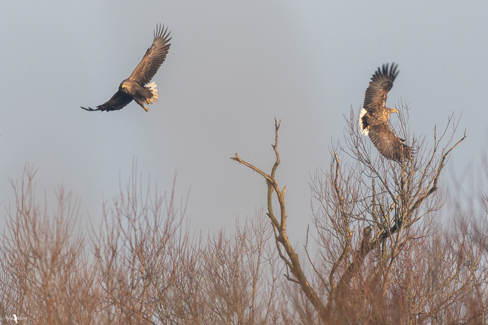 Seeadler