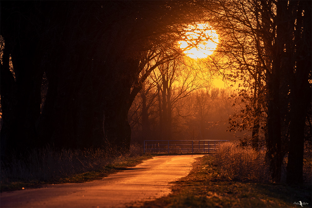 Sonnenuntergang am Lüscher Polder