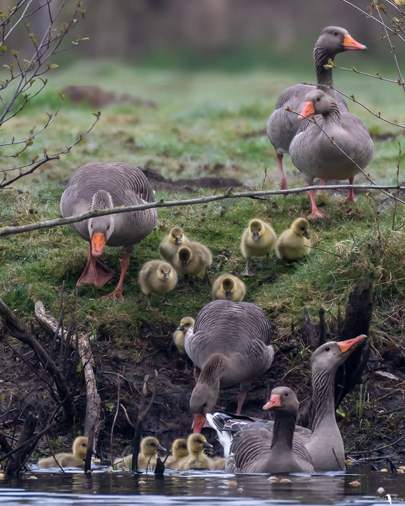 Familienausflug bei den Gänsen