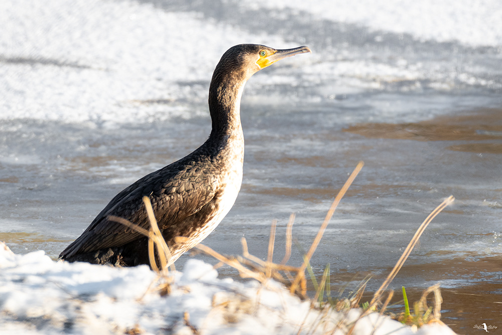 Kormoran