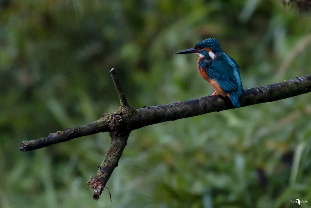 Eisvogel