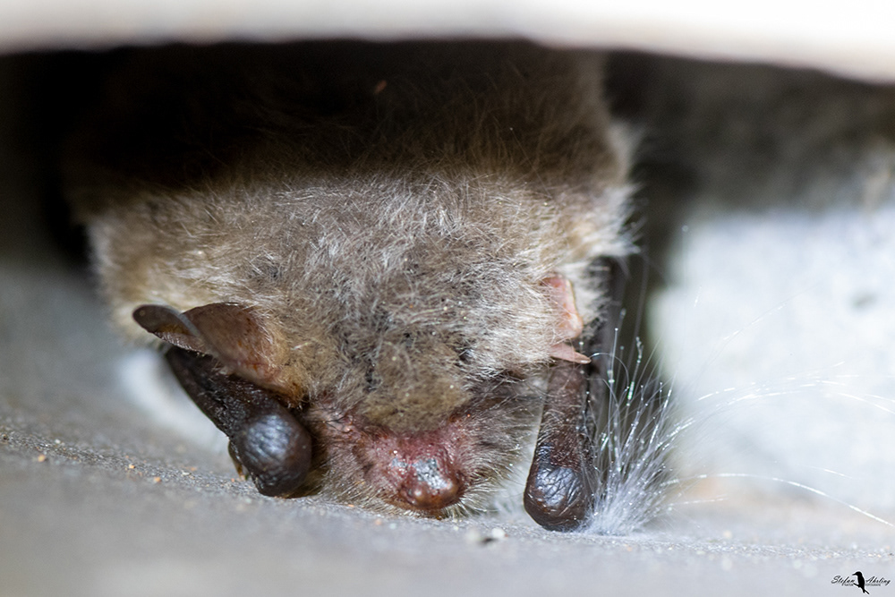 Fransenfledermaus