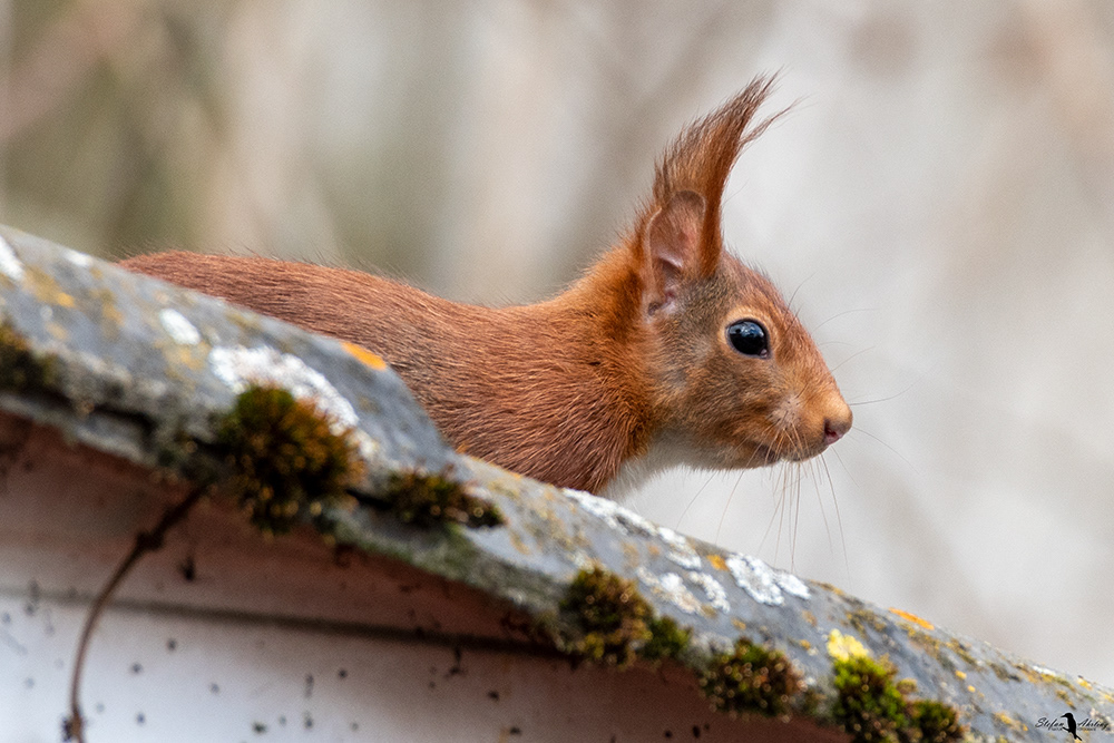 Besuch im Garten