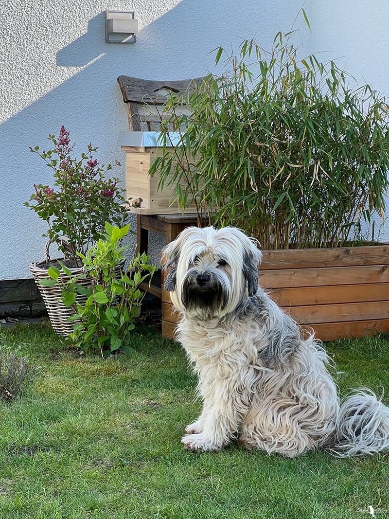 Ableger und Wilma