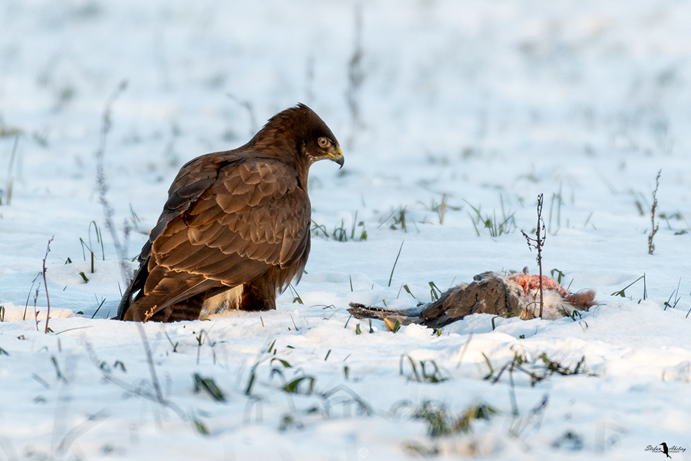 Mäusebussard