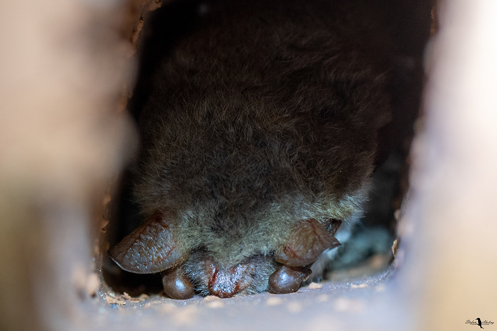 Fransenflermaus