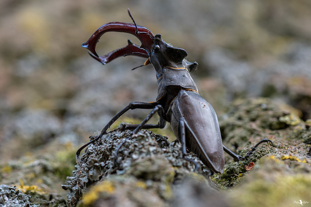 Hirschkäfer