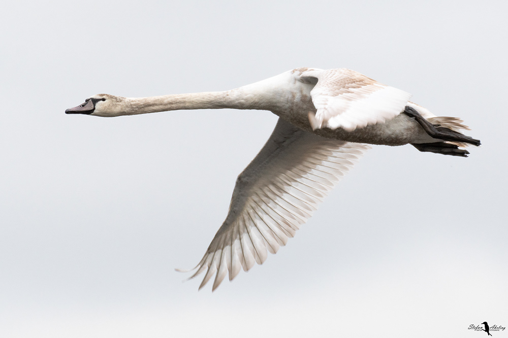 Schwan