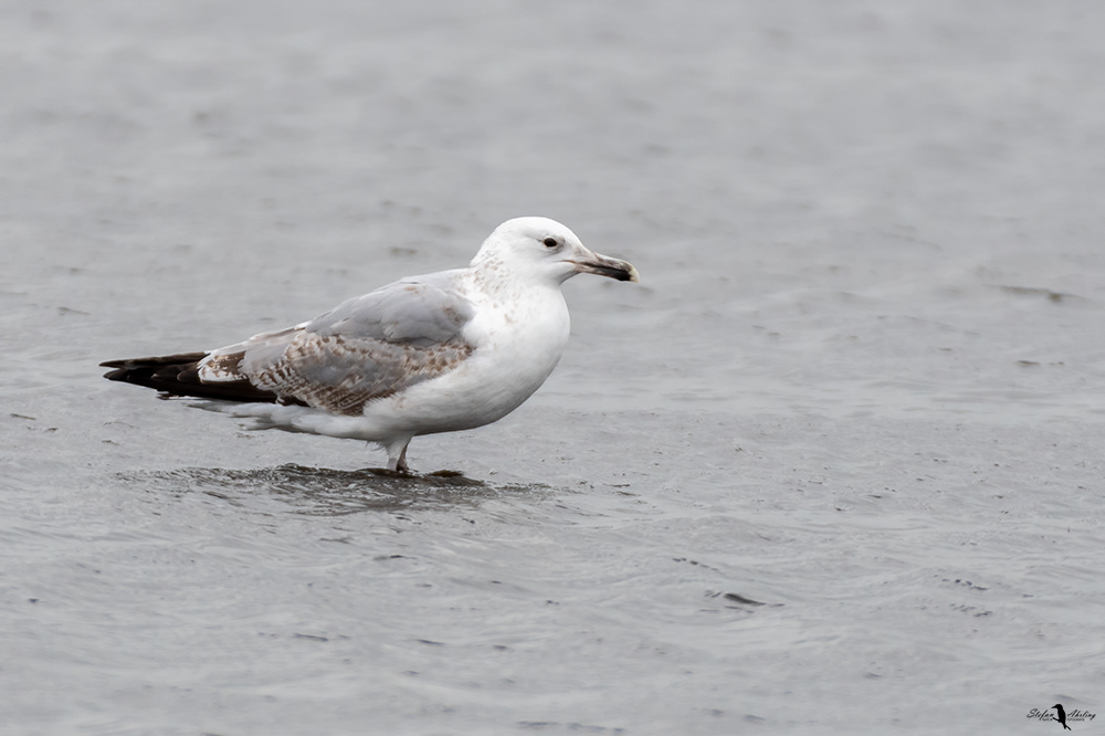 Möwe am Dümmer