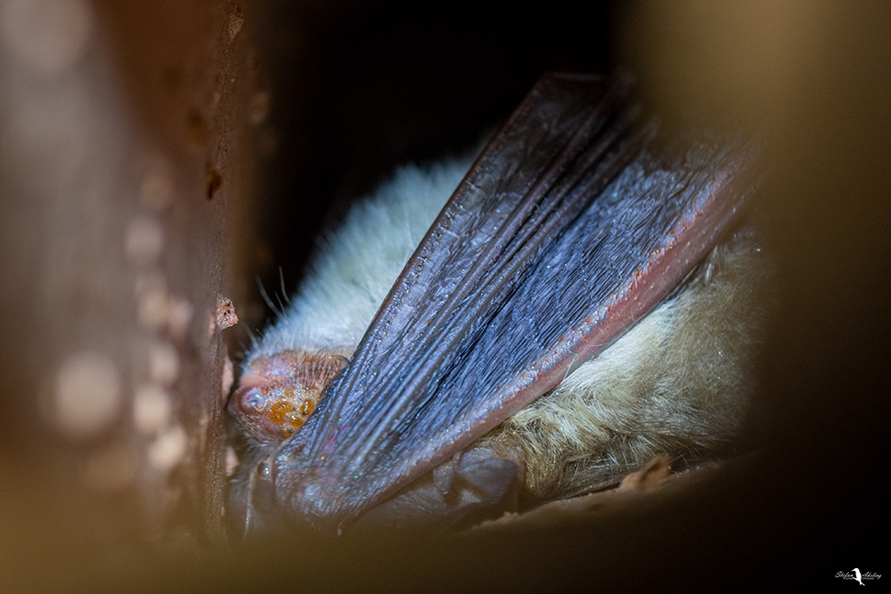 Langohrfledermaus