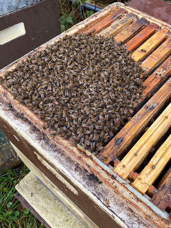 Bienen in der sog. Wintertraube bei einem Volk von meinem Imkerpaten