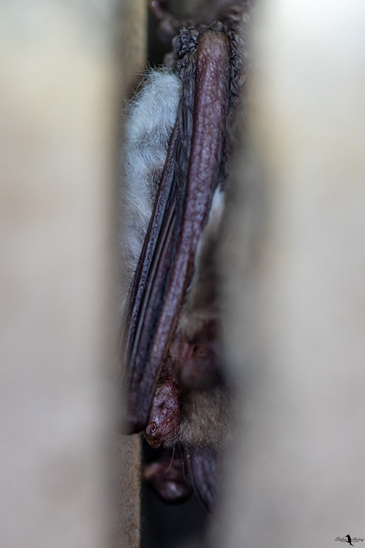 Fotografiert bei einer Winterquatierkontrolle mit ProNatura LK Vechta