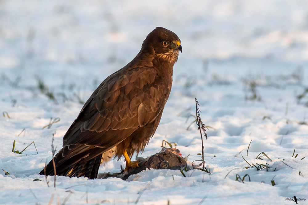 Mäusebussard