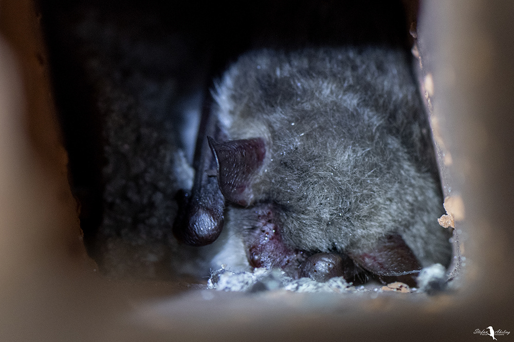 Wasserfledermaus