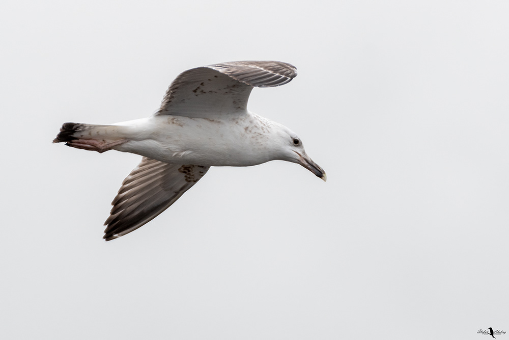 Möwe am Dümmer