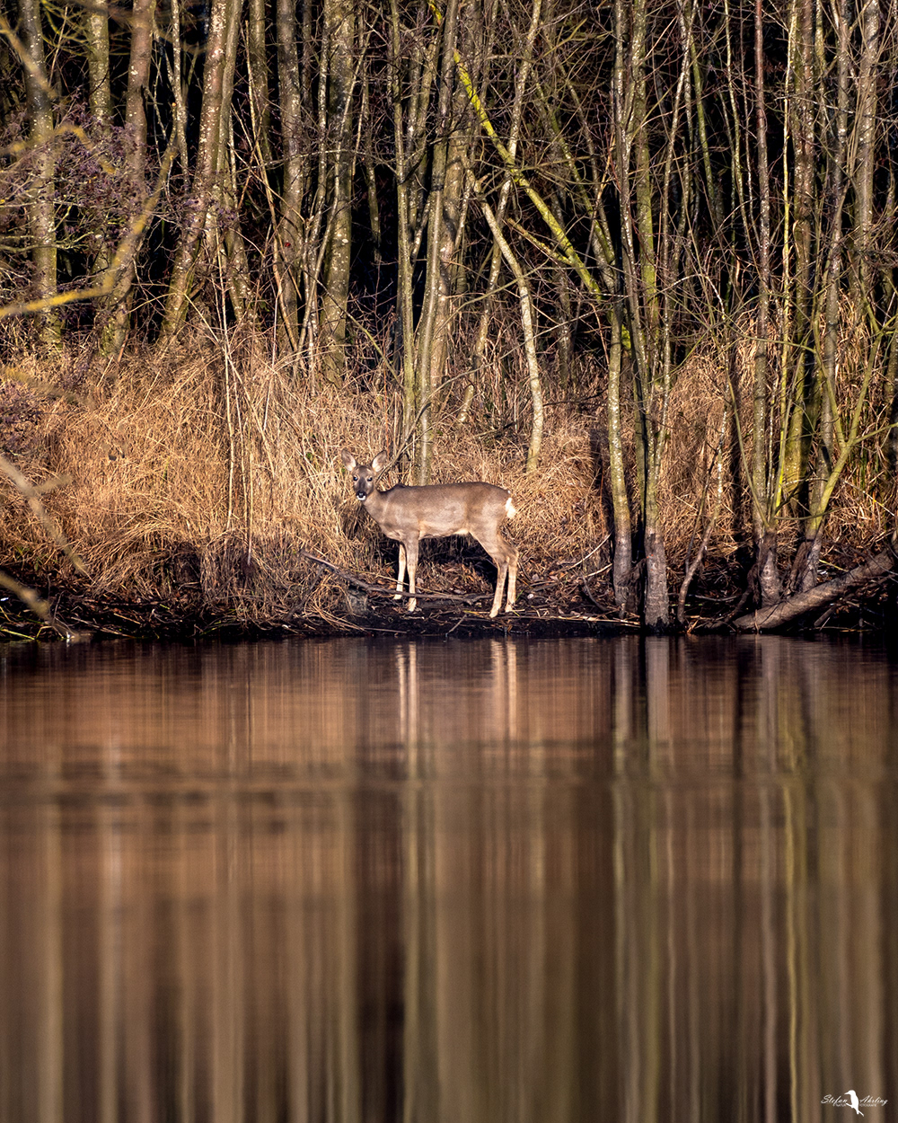 Begegnung am Wasser "Patronus"