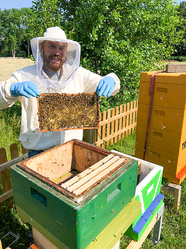 Neue Bienen von einem Schwarm