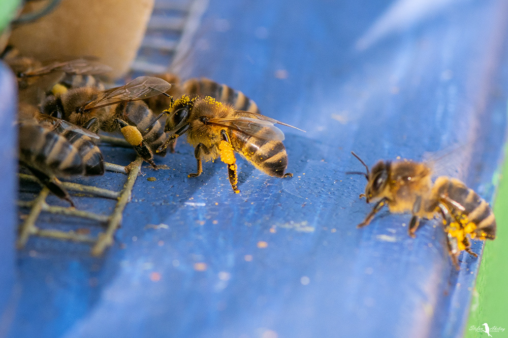 Erste Pollen 2022