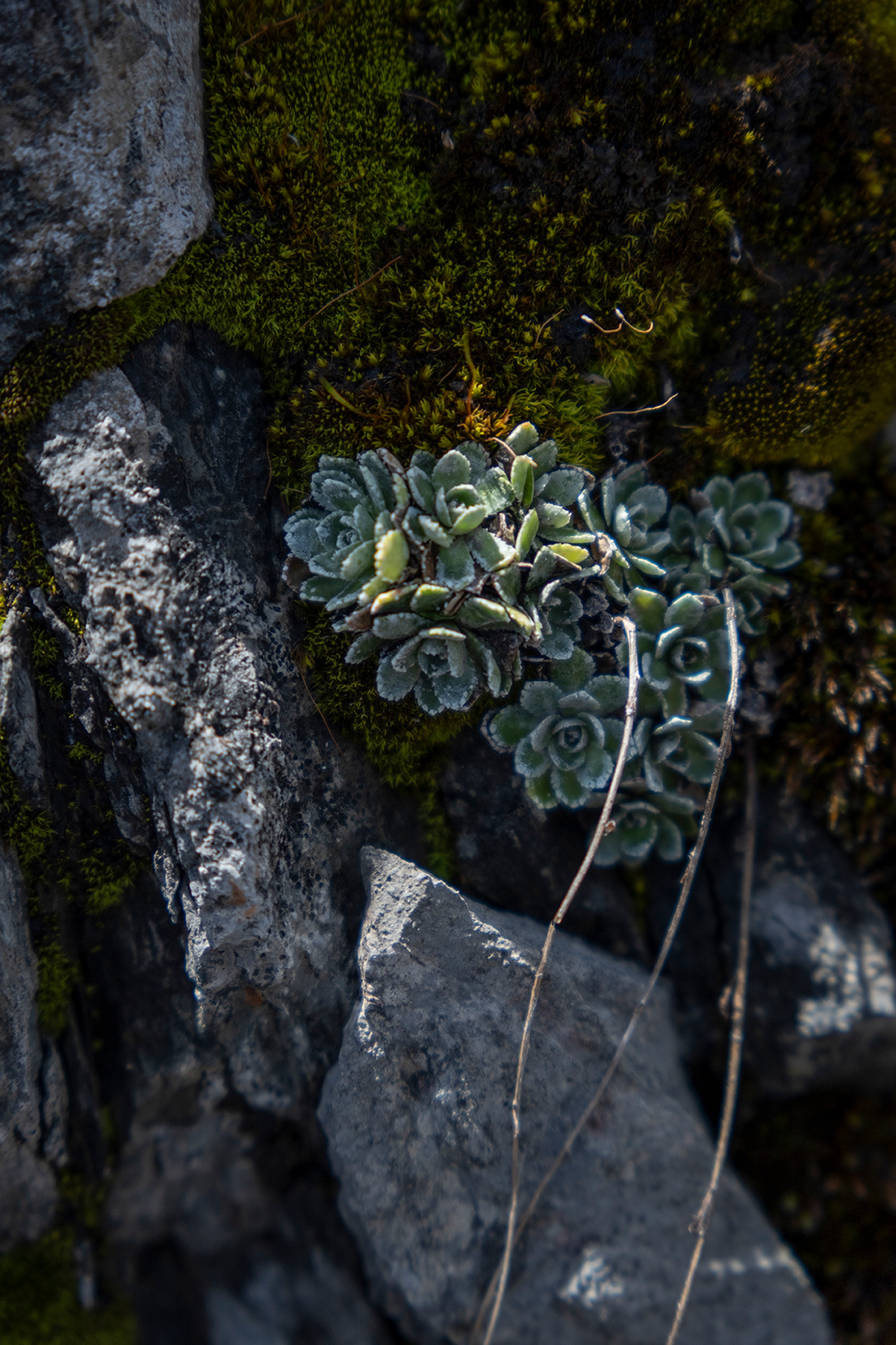 Forclaz, texture, montagne, alpes, flores