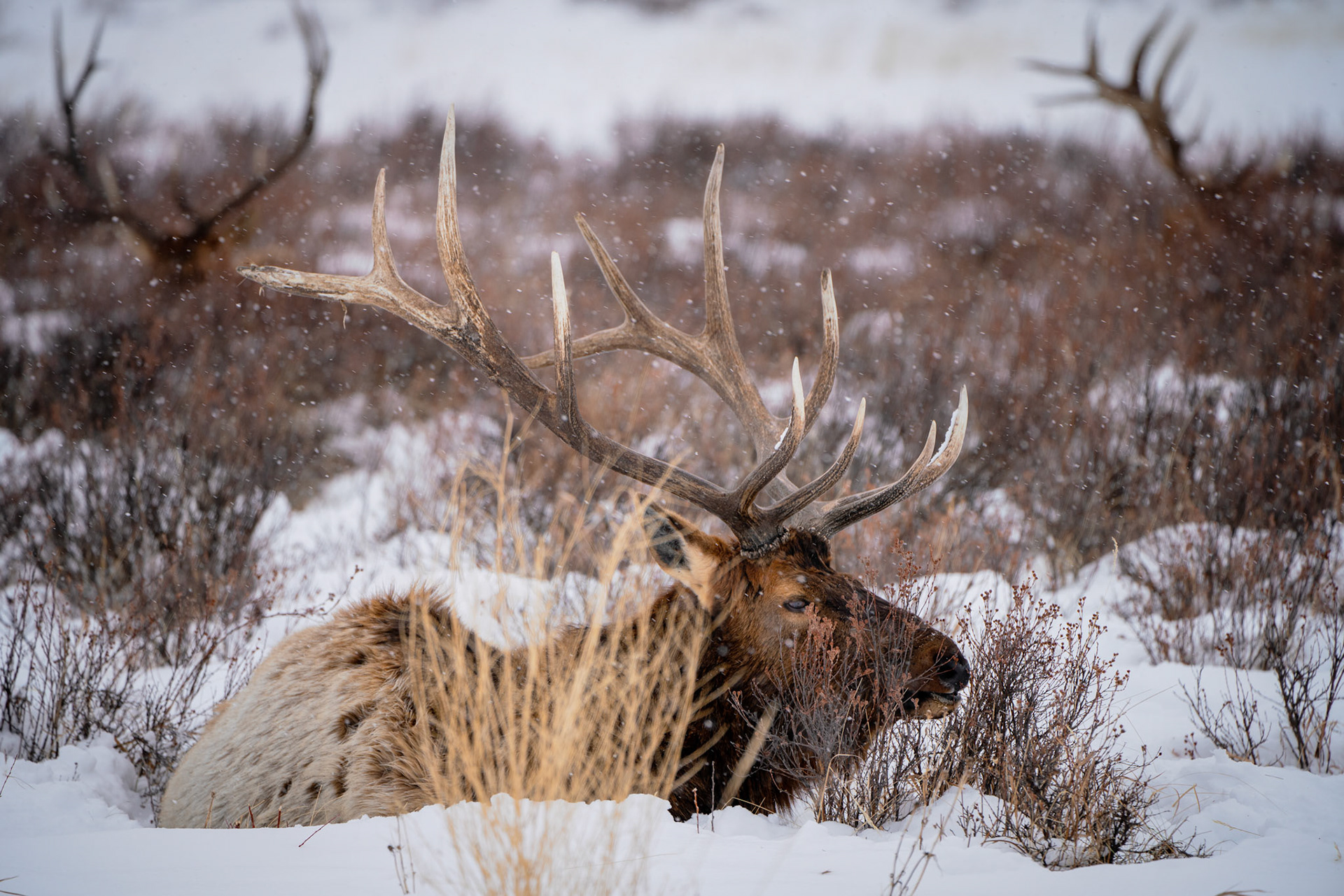 On my recent skiing trip to Jackson Hole, Wyoming, I opted to travel with my photo gear instead of the usual skis and boots and boy, am I glad I did. After skiing couple of hours in miserable weather one morning, I headed out to the National Elk Refuge with the temperatures in the mid teens (about -10C) and got a chance to capture some great shots of these magnificent creatures in this protected habitat.