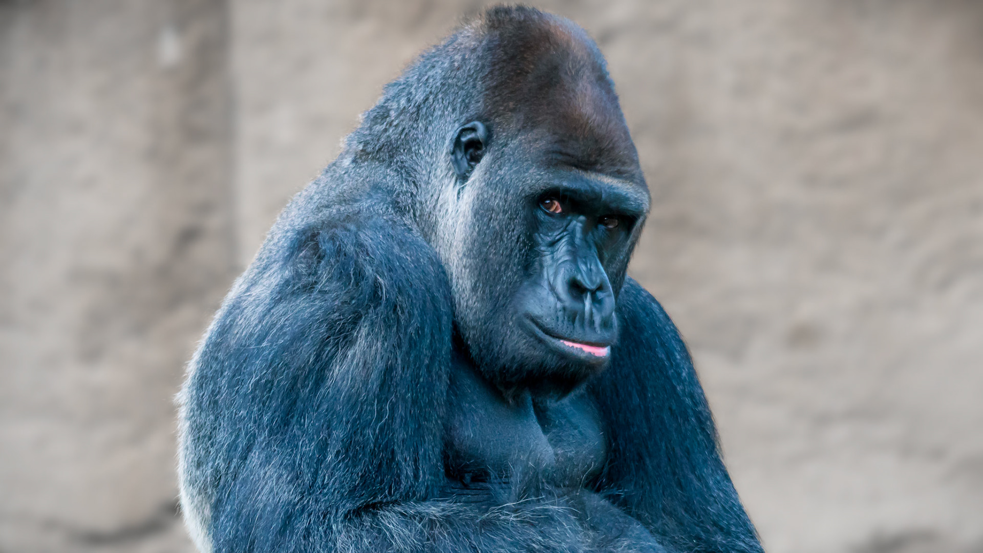 Did you know that the scientific name for the Western Lowland gorilla is gorilla gorilla gorilla?