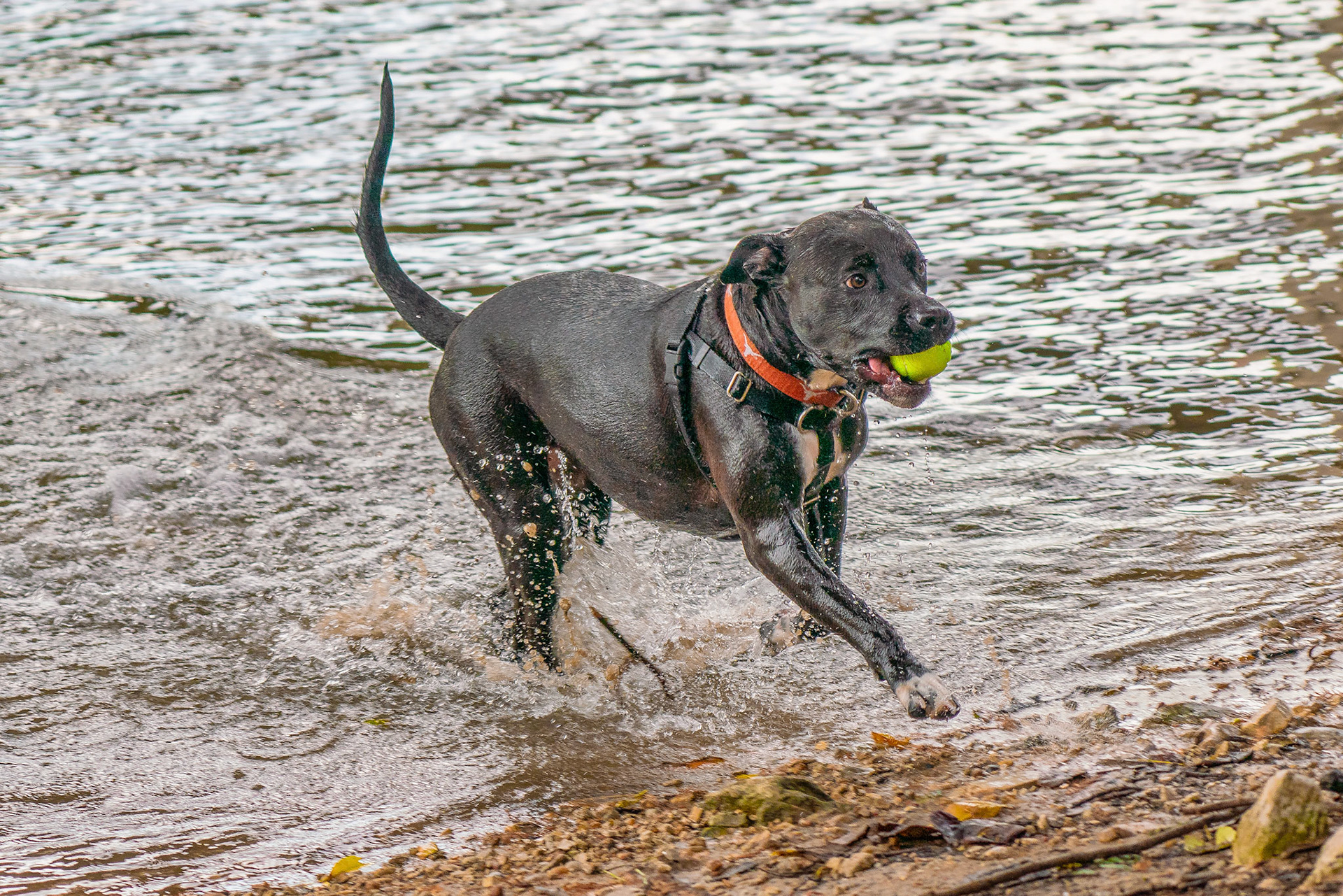 Action photography is hard! That dog was in full gallop. This is my first serious effort at tracking a fast moving subject with an unpredictable trajectory, with mixed results. Thank you @markgaler for having already set up my A7R III in advance for this impromptu moment while visiting Austin, TX,  based on his tutorials.