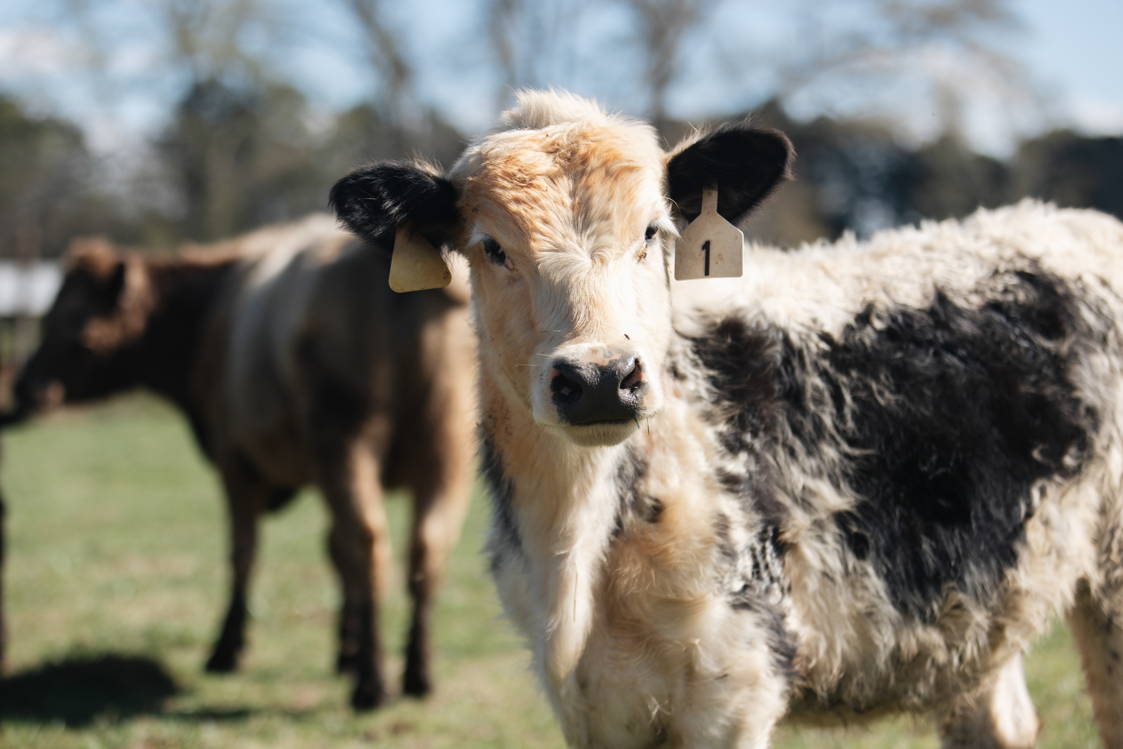 A black and white cow with ear tags looking straight at the camera