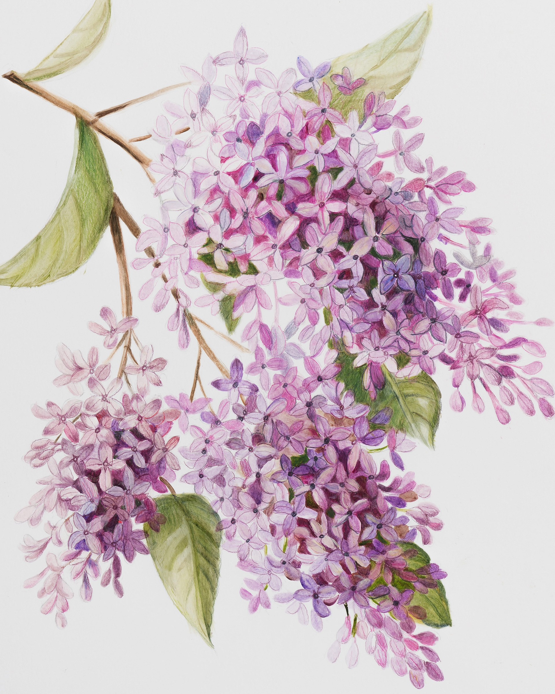 Lilacs painting by artist Marsha Bowers. This is from her Flora Collection line.