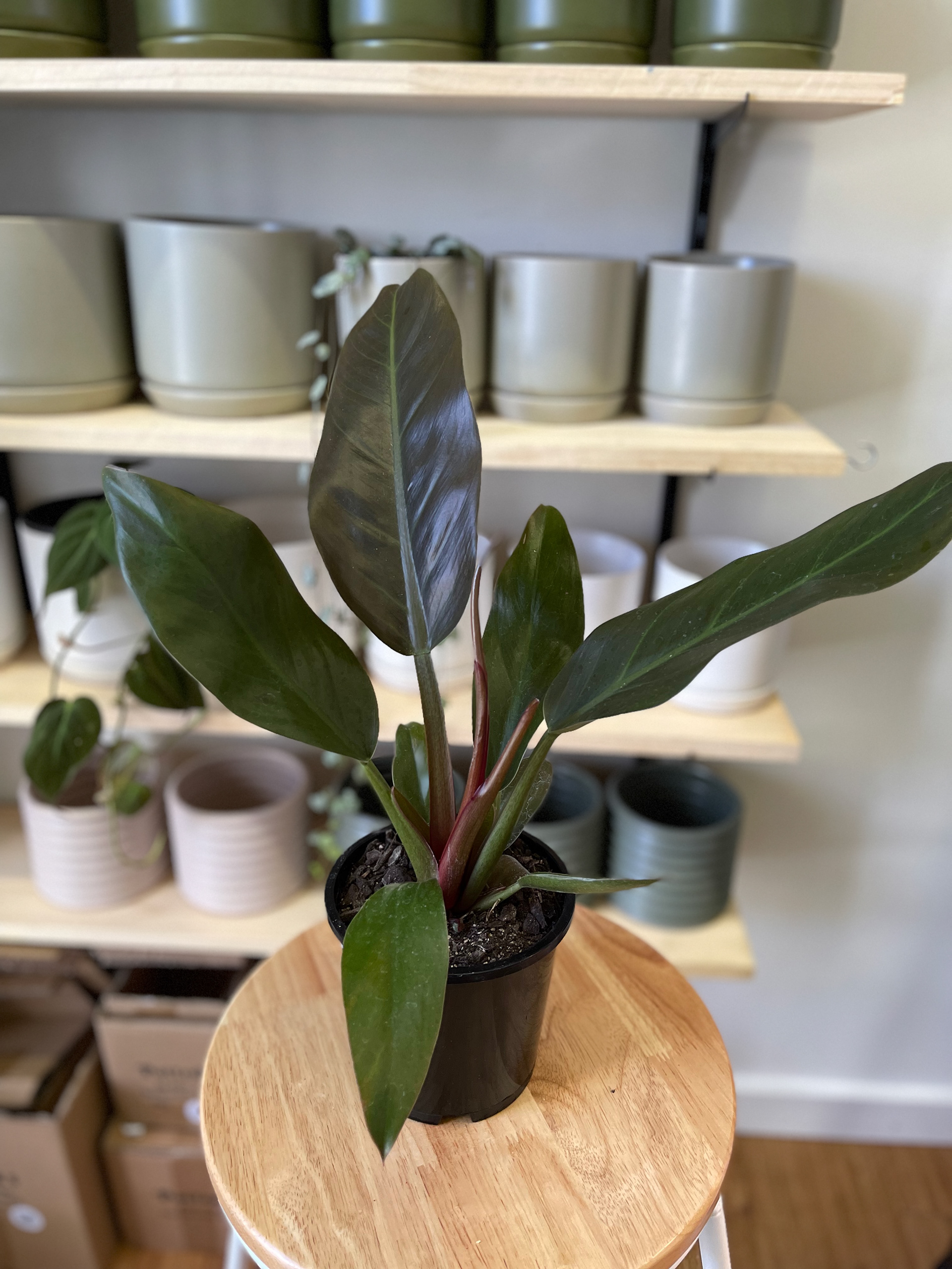 Philodendron Imperial Green $25