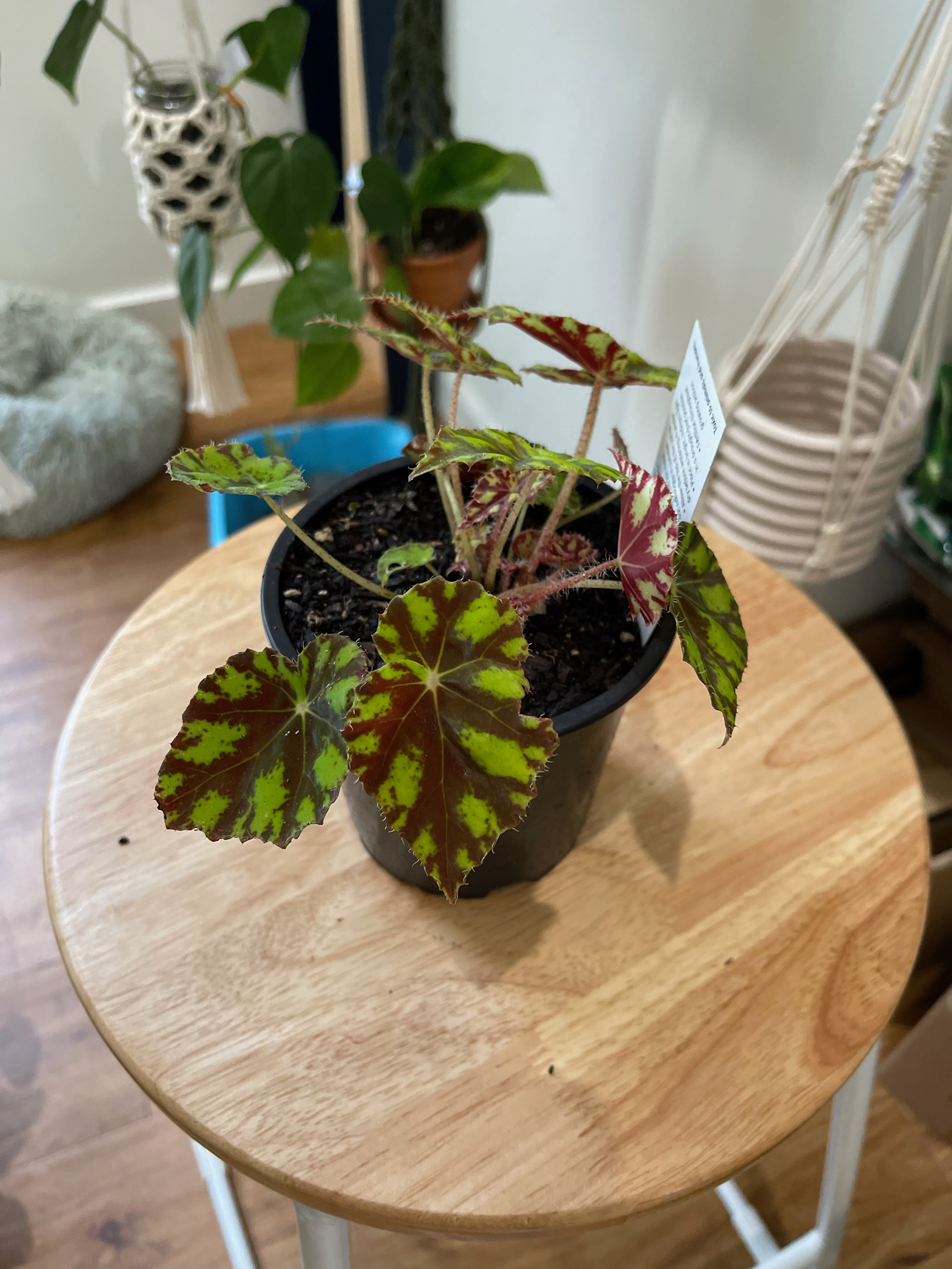 Begonia Tiger Paws - $25