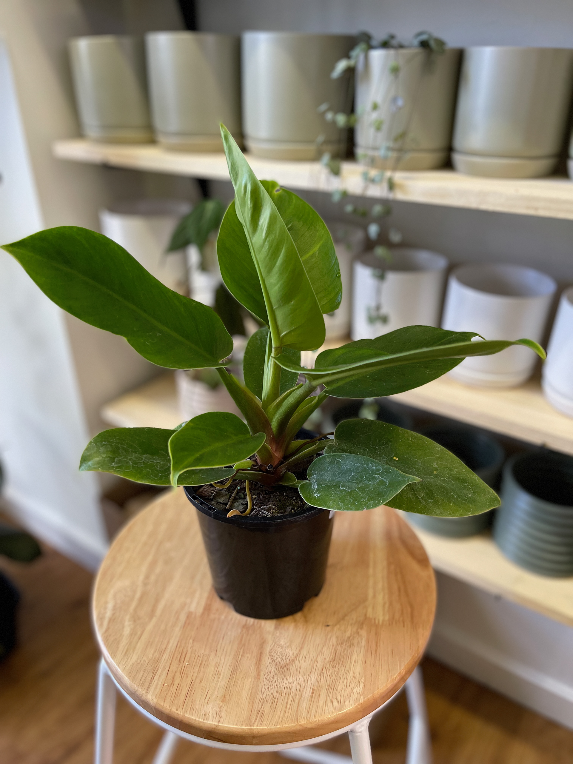 Philodendron Imperial Green $25