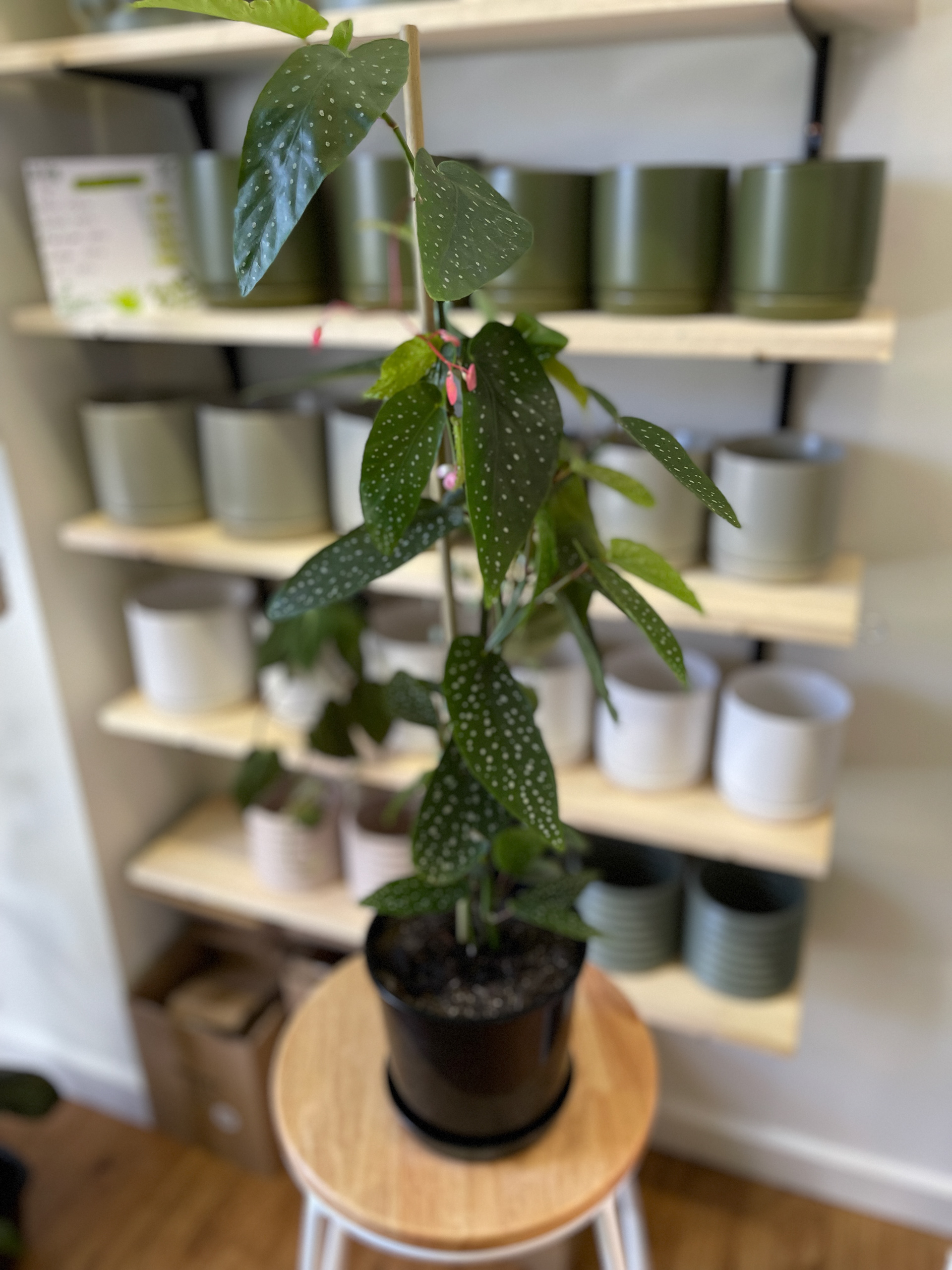 Angel Wings - Begonia Maculata $30