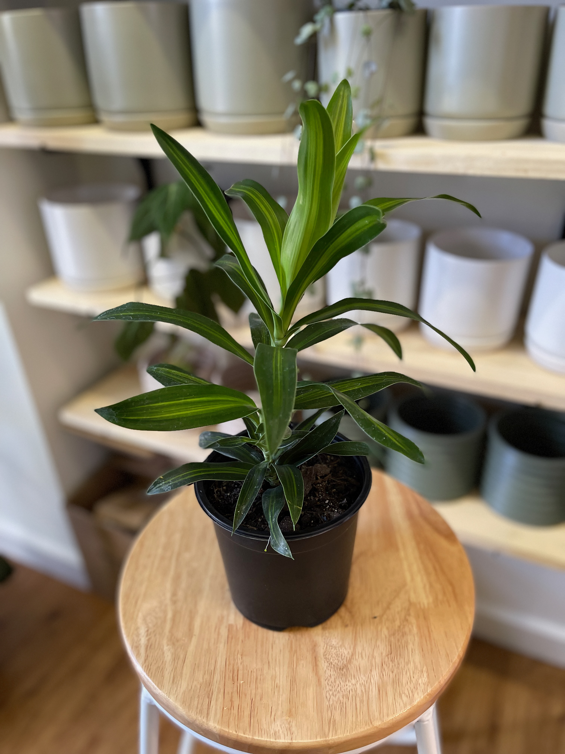 Dracaena Reflexa - Song of Jamaica $30