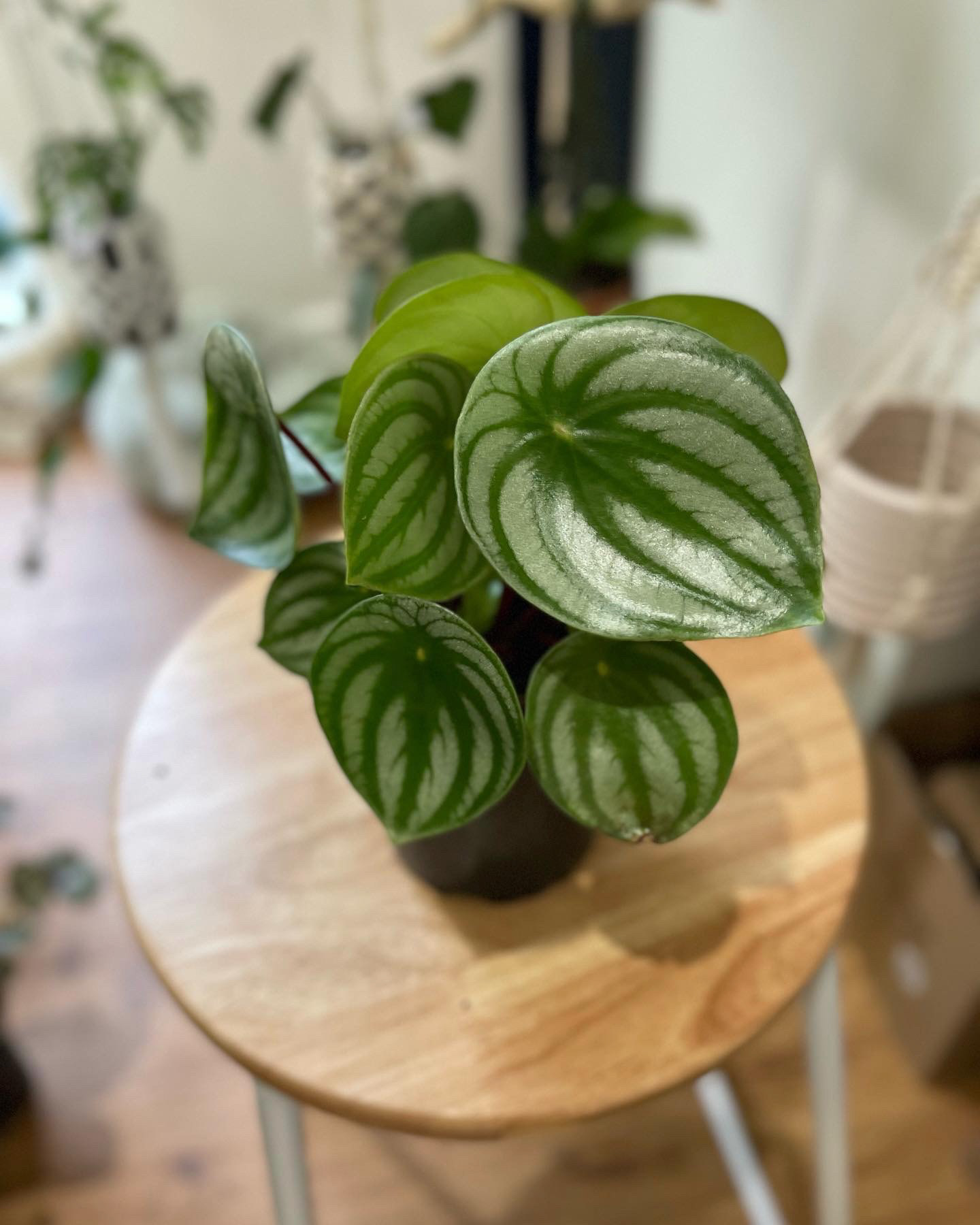 Peperomia Argyreia - Watermelon - $40